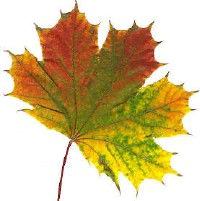 Photograph of a leaf